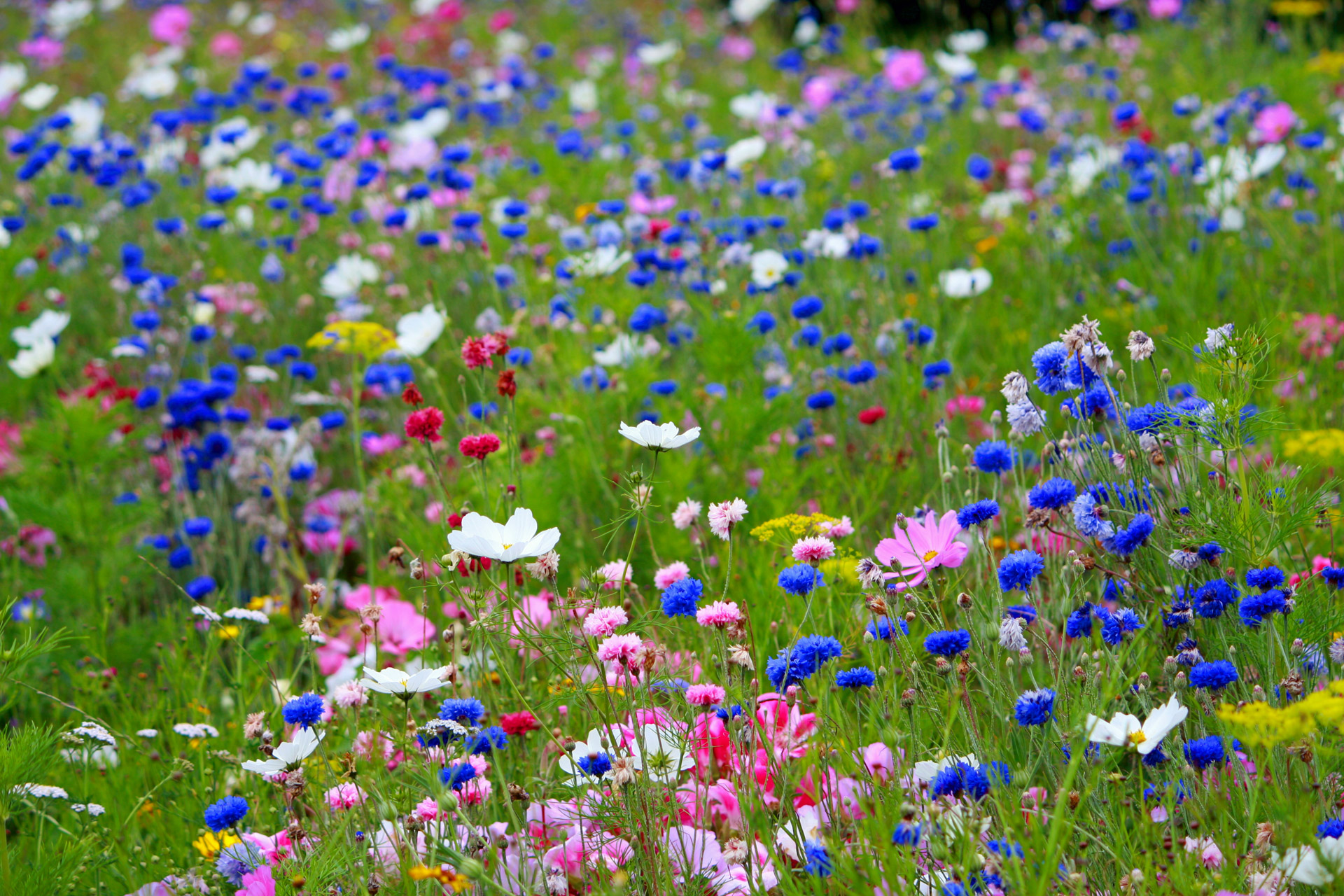 wild flowers wild flowers free photo
