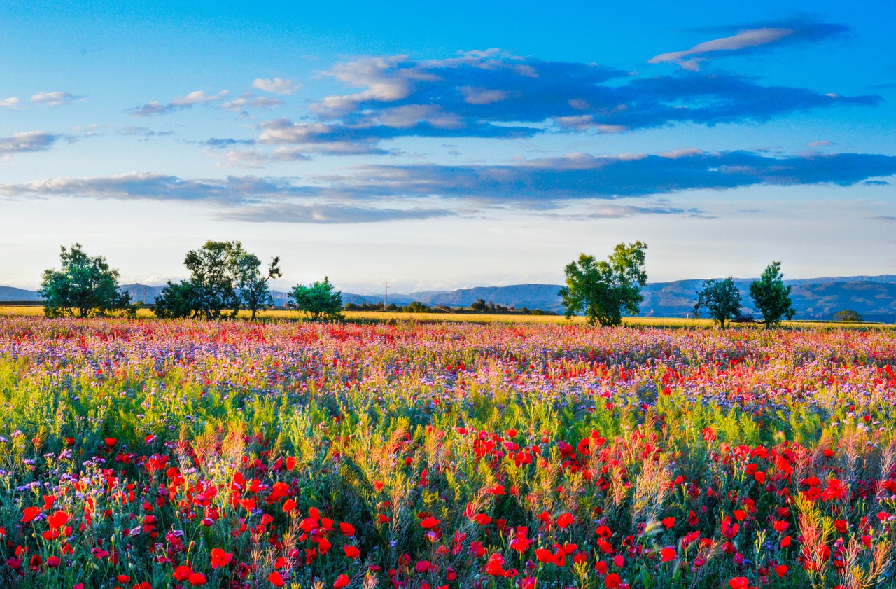 wild flowers field of poppies landscape free photo