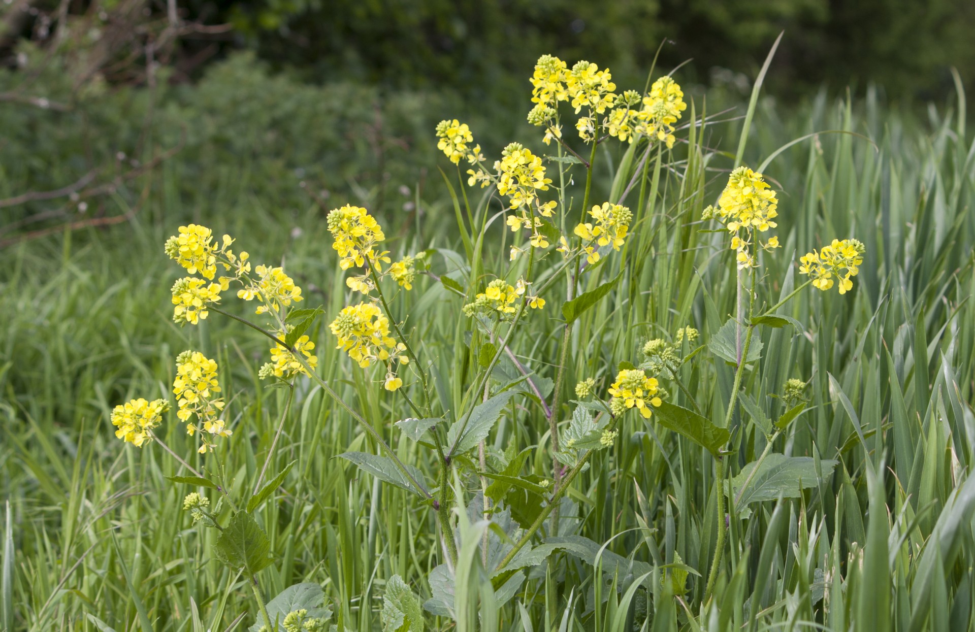 flowers flower yellow free photo