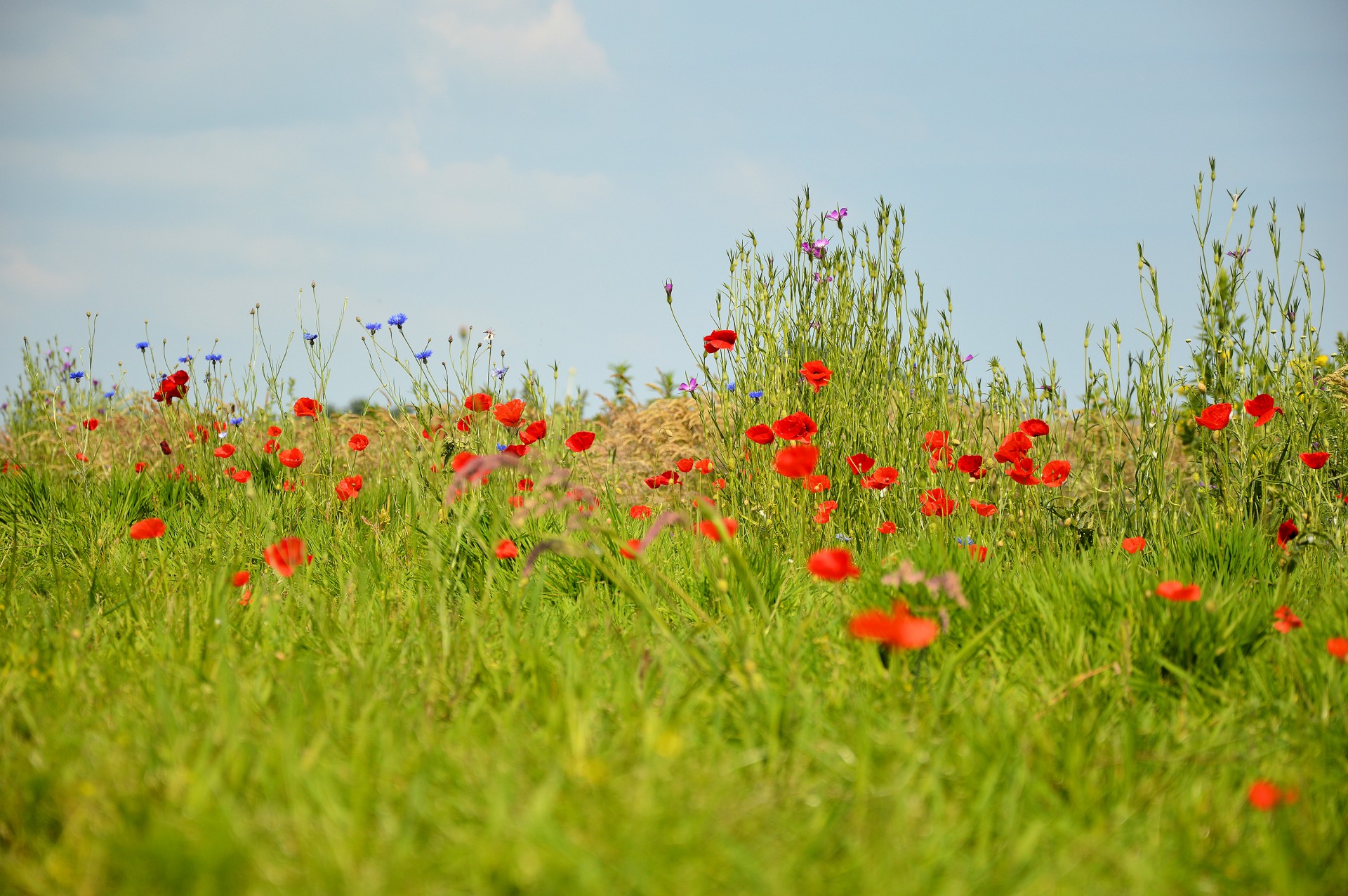 flower plant decoration free photo