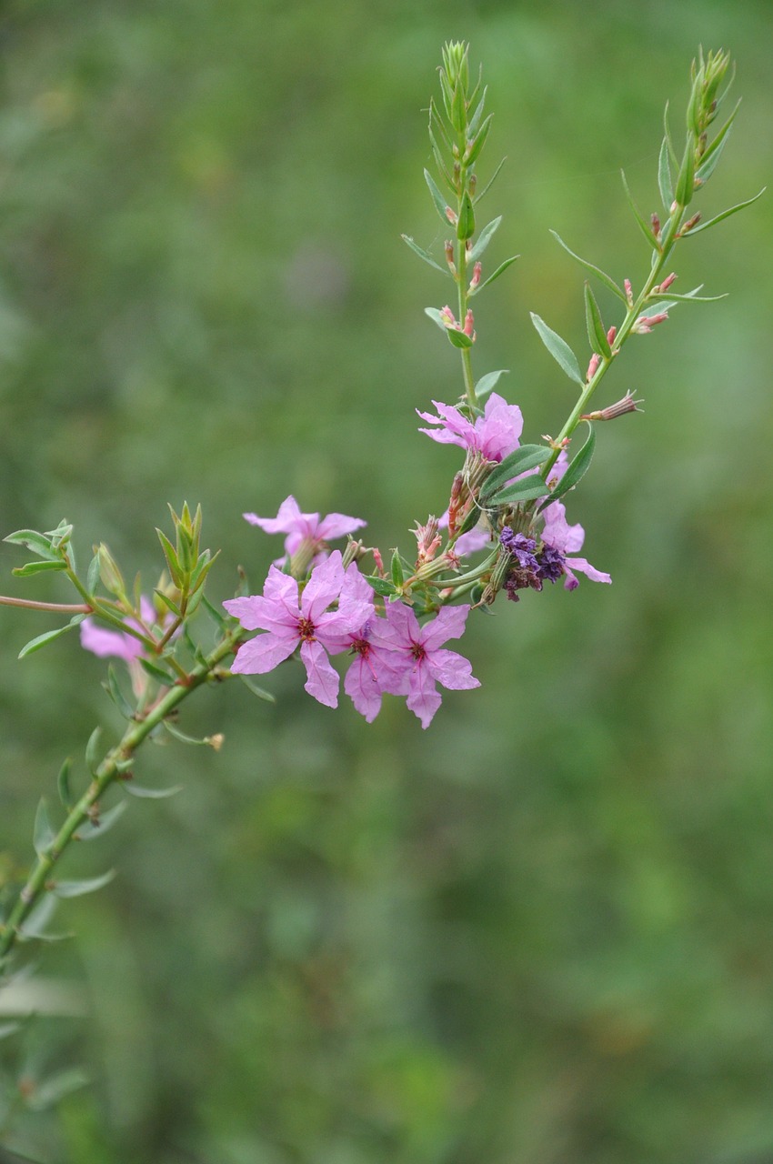 wild flowers flower plant free photo