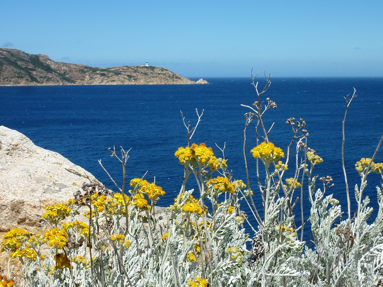 wild flowers yellow sea free photo