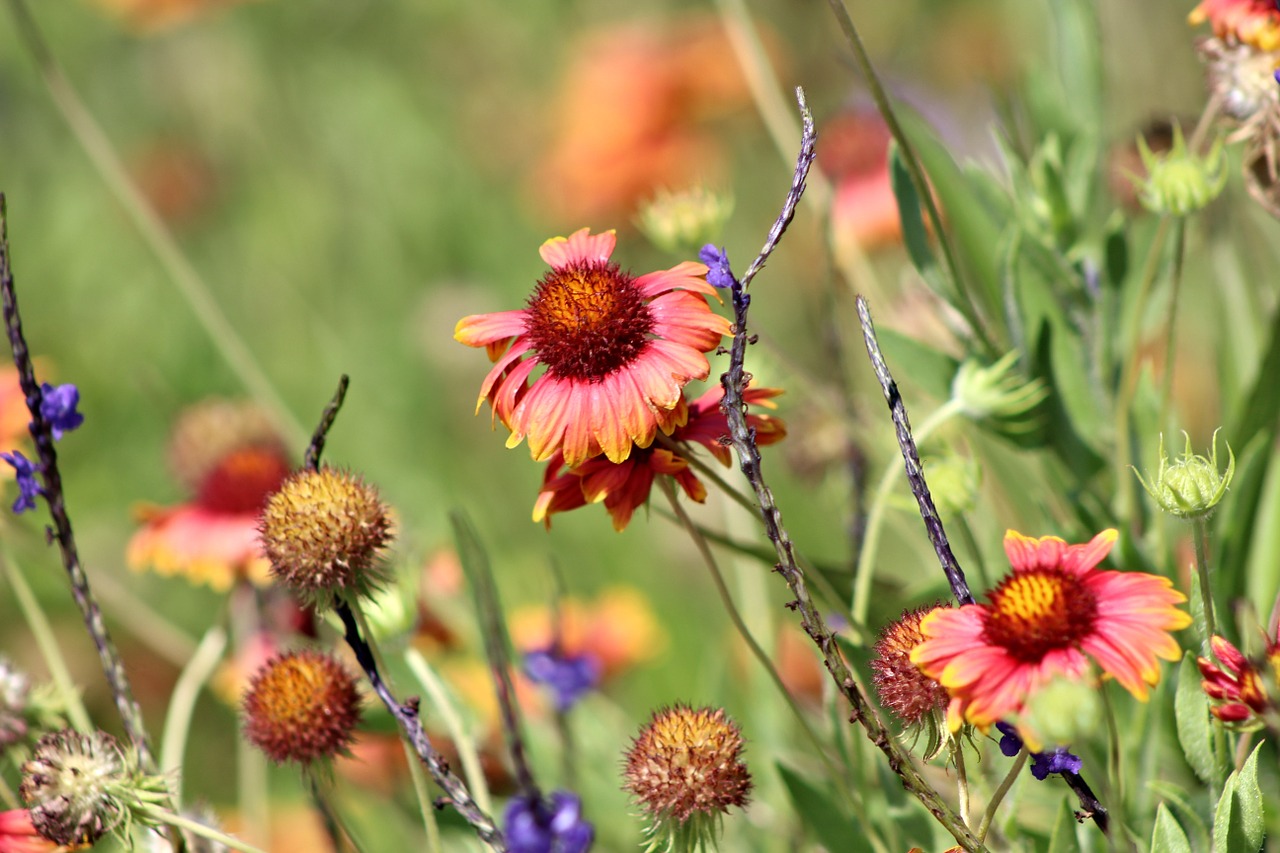 wild flowers spring nature free photo