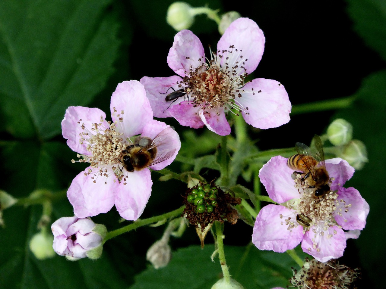 wild flowers pink pollination free photo