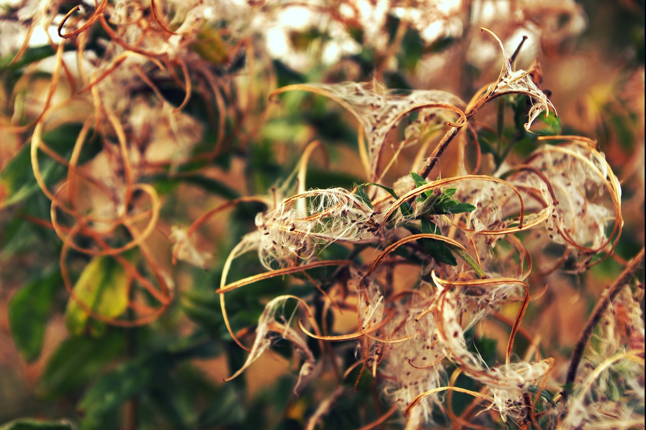 wild flowers cotton nature free photo