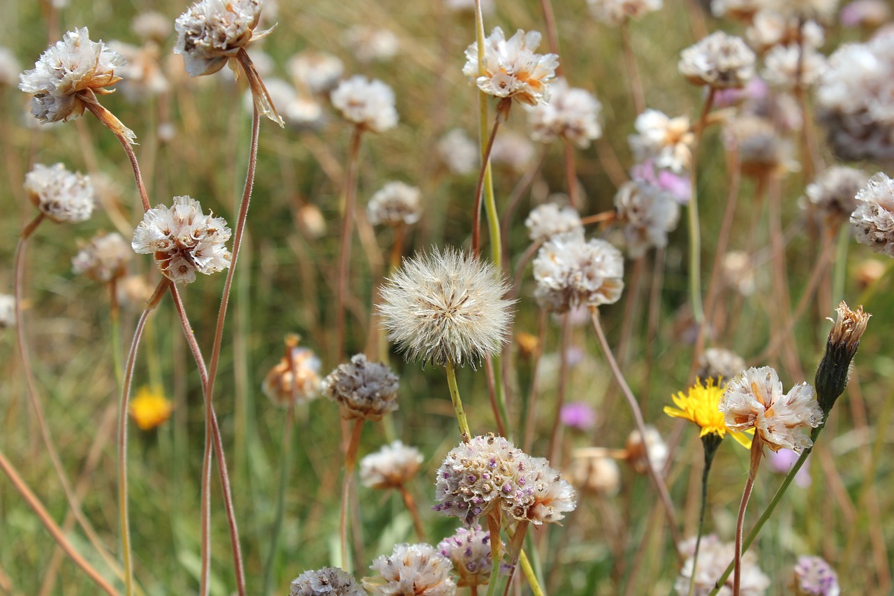 wild flowers ile brittany free photo