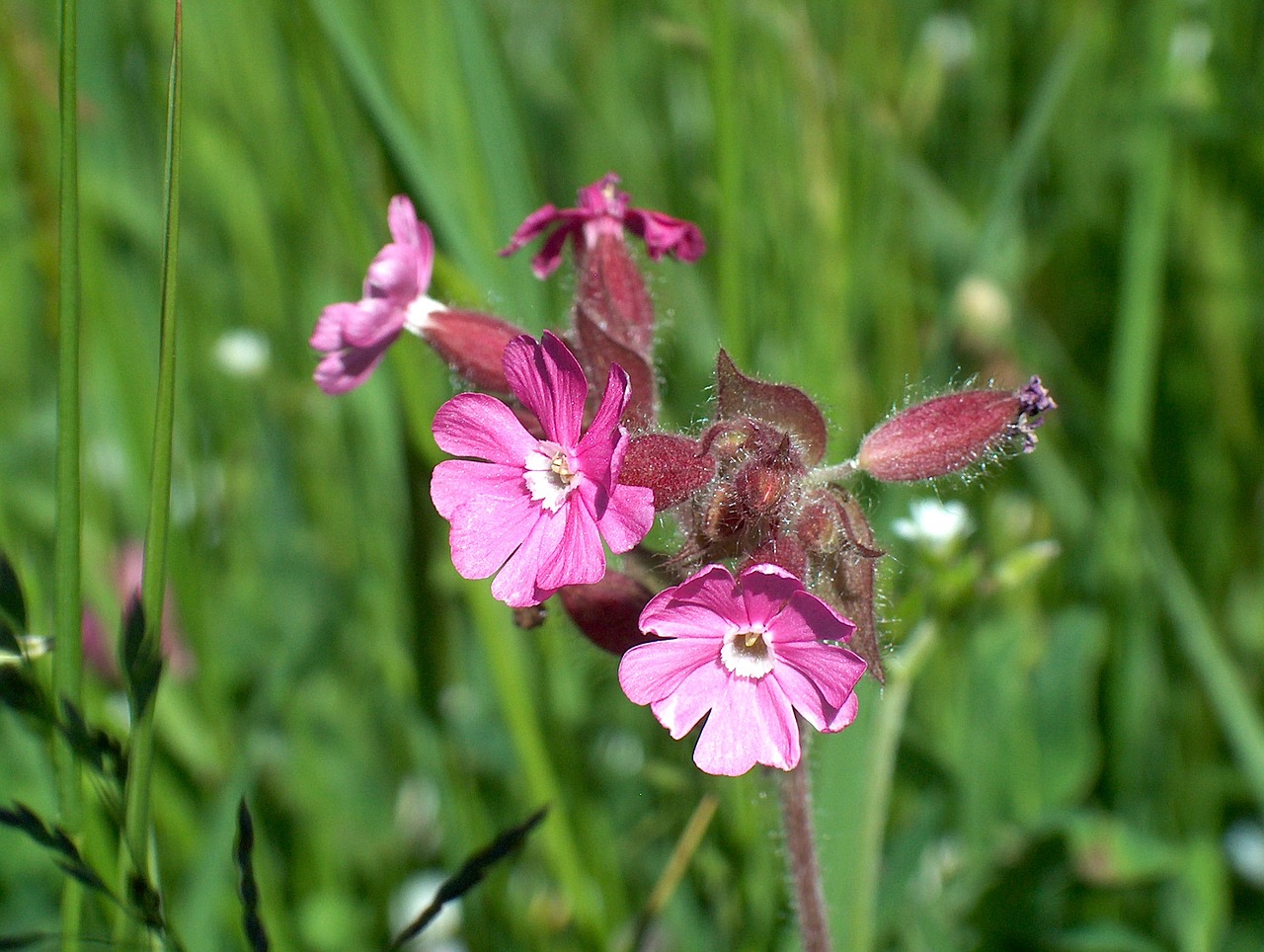 wild flowers flower plant free photo