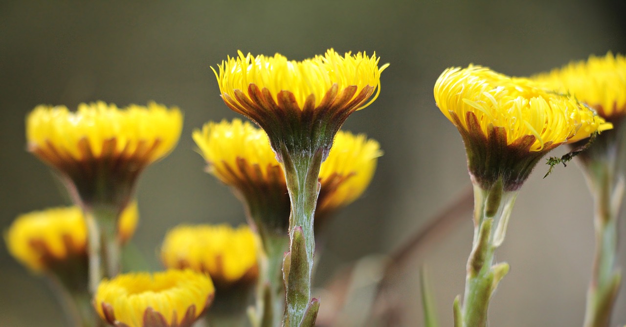 wild flowers yellow yellow wild flowers free photo