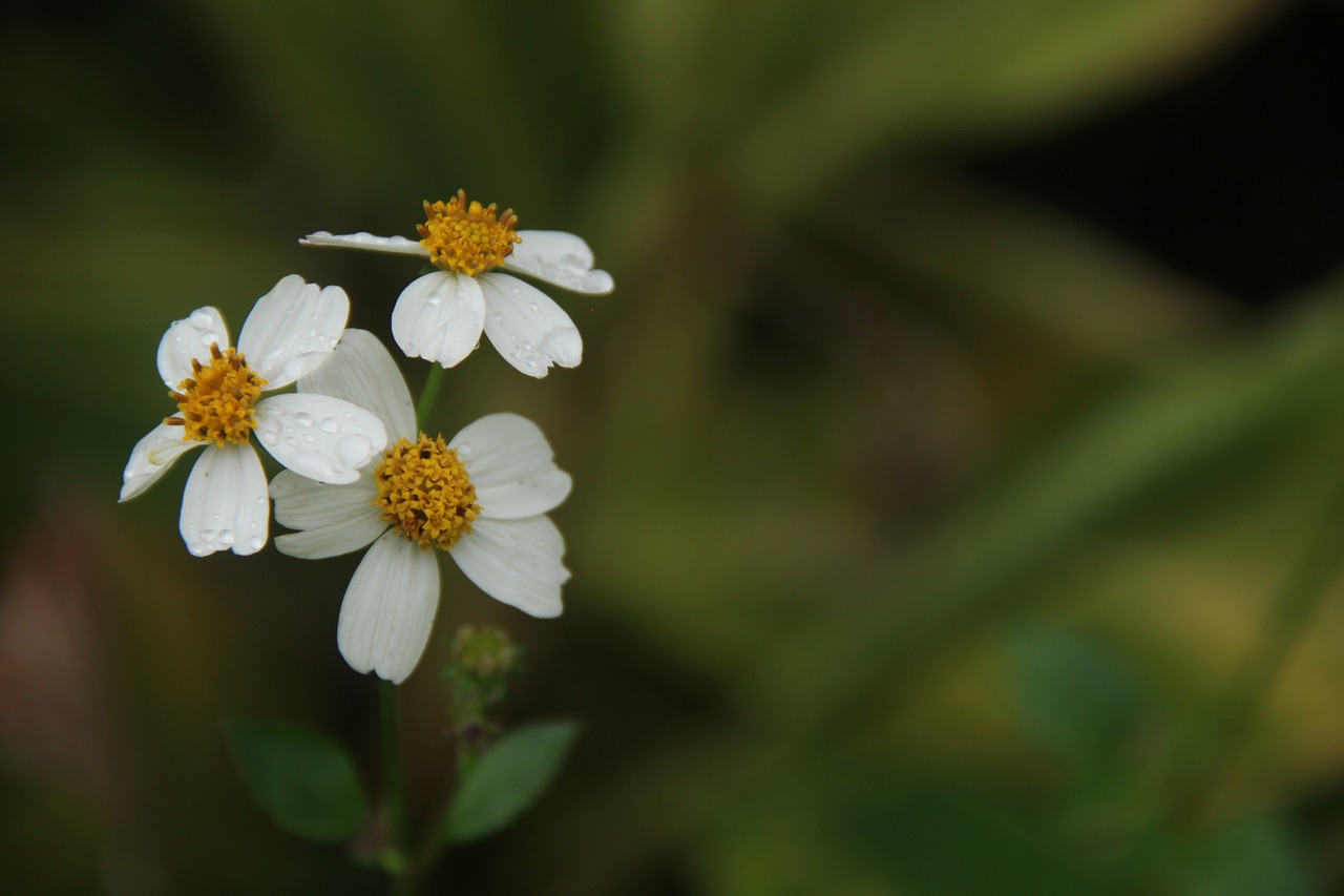 wild flowers point small fresh free photo