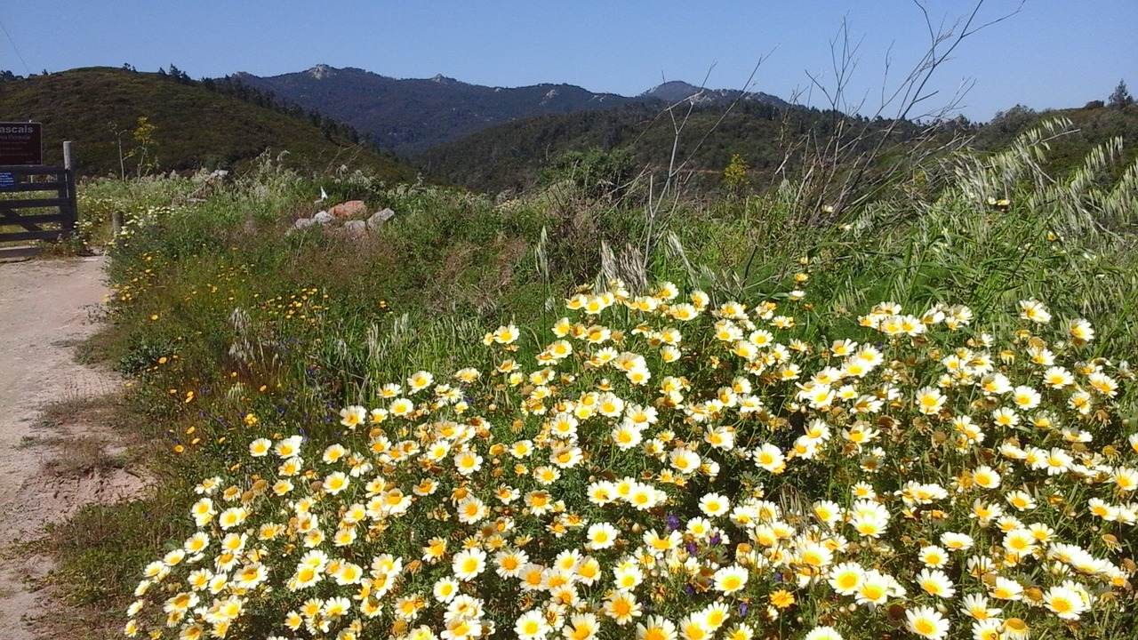 wild flowers hills meadow free photo