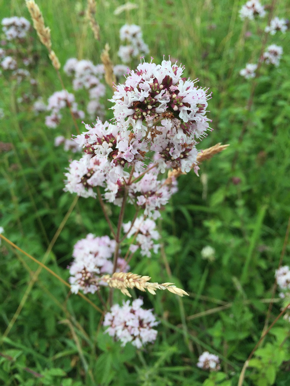 wild flowers grass nature free photo