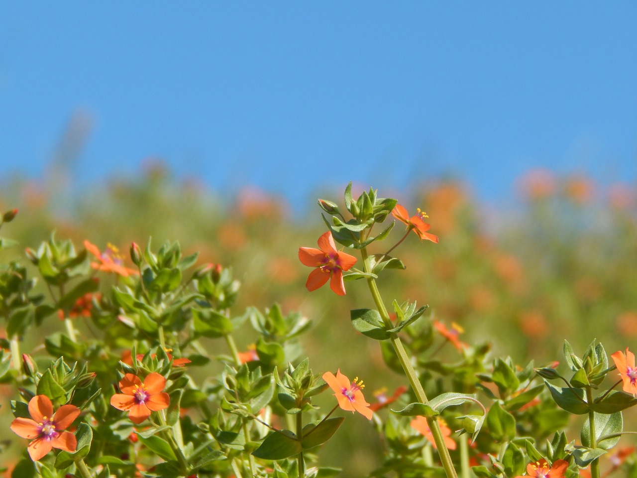 wild flowers summer flowers oranges free photo