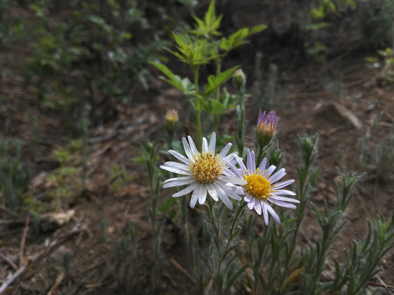 wild flowers plant lonely free photo