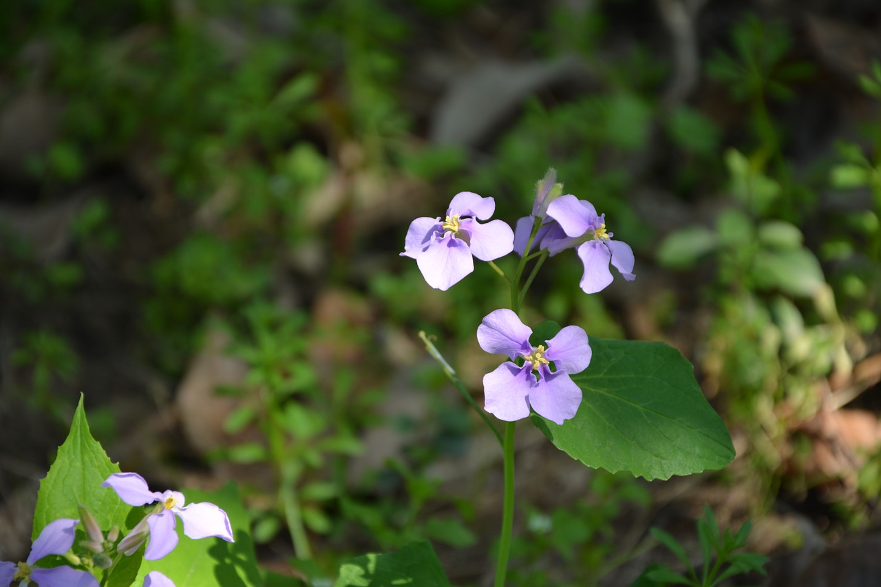 wild flowers flower purple flower free photo