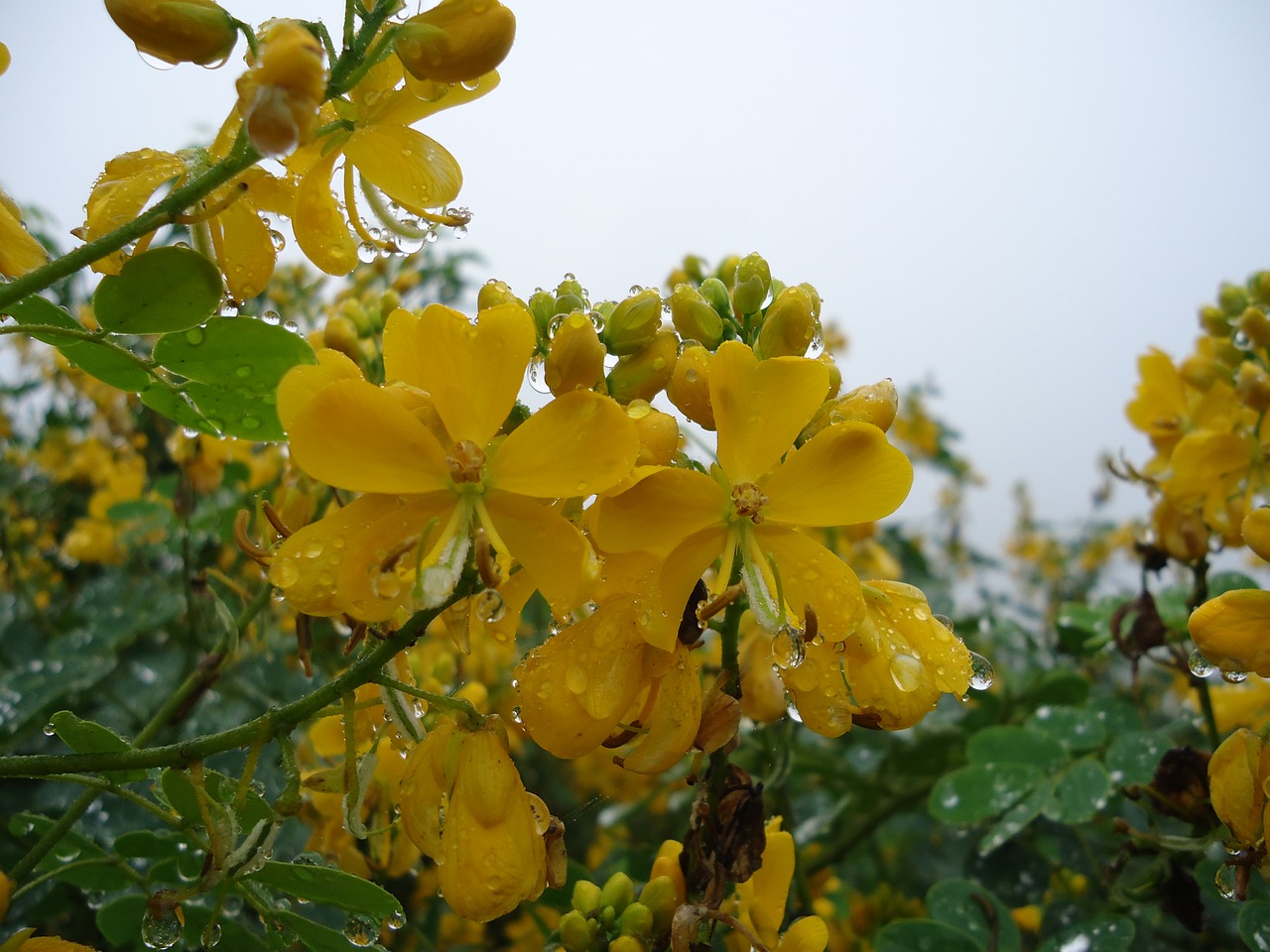 wild flowers yellow flowers wet free photo