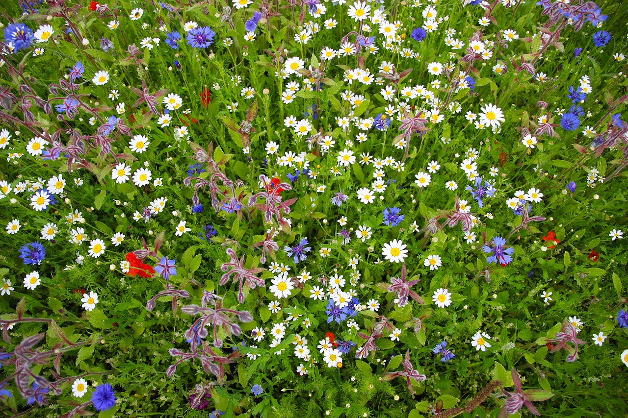 wild flowers flowers nature free photo