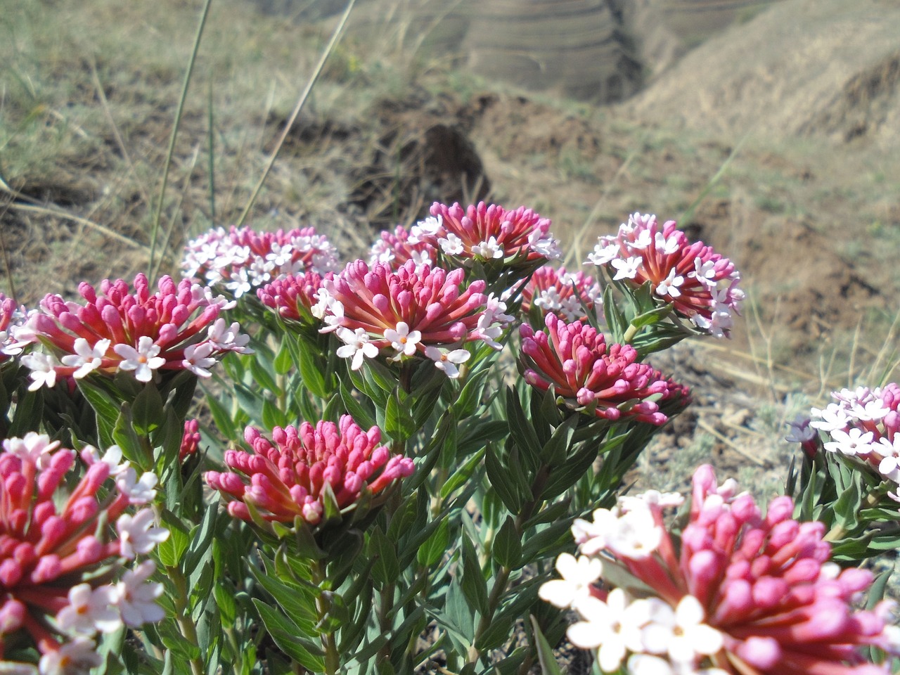 wild flowers the loess plateau if the dons free photo