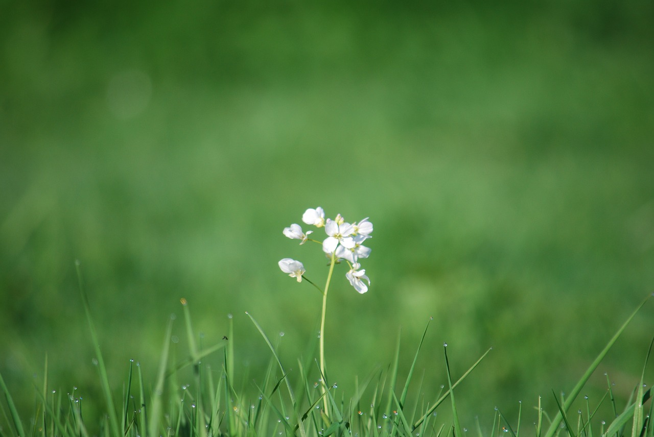 wild flowers grass blur free photo