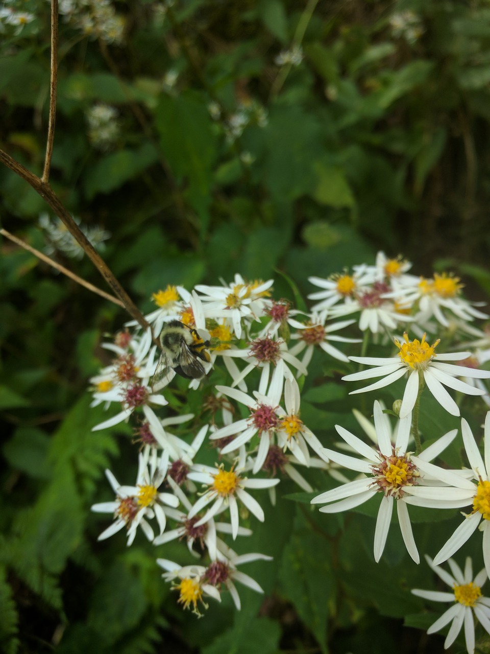 wild flowers nature bee free photo