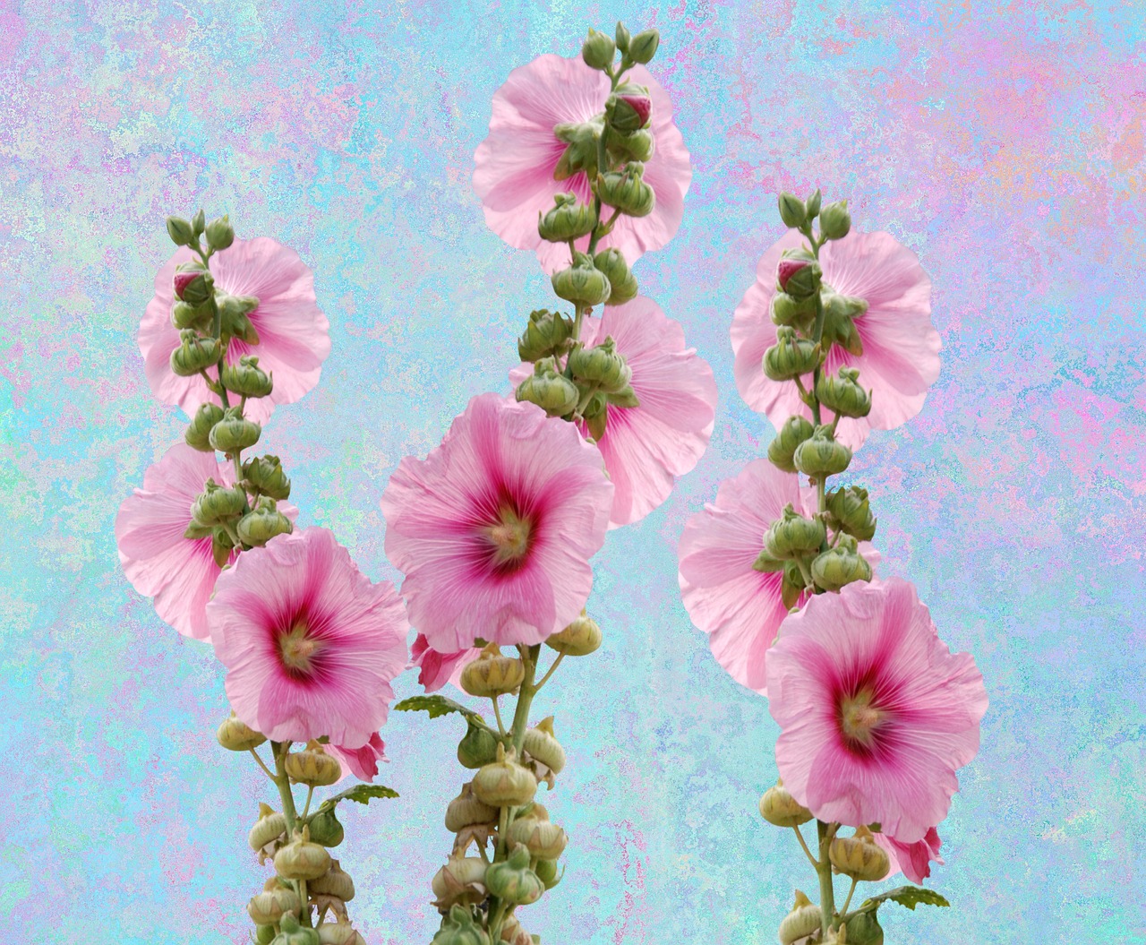 wild flowers mallow hollyhock flower free photo