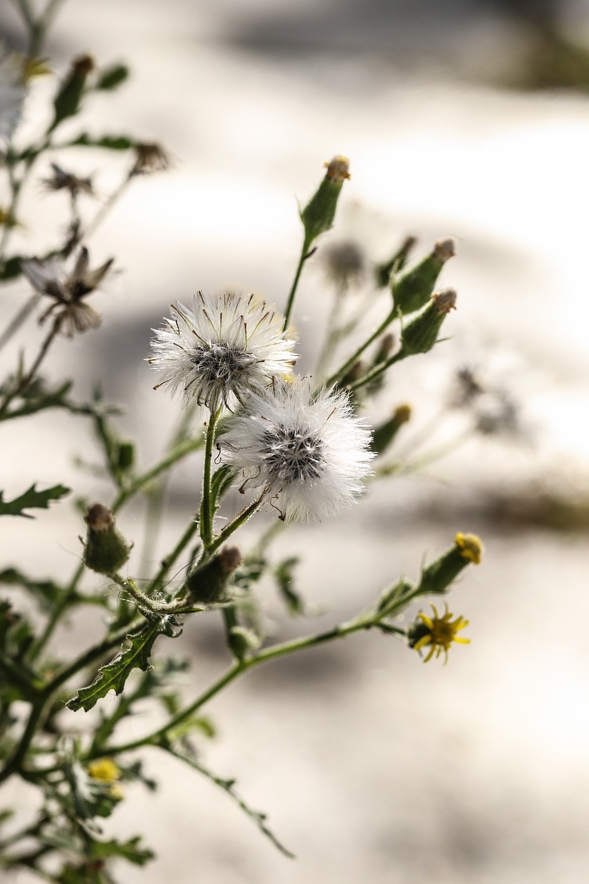 wild flowers autumn fall free photo