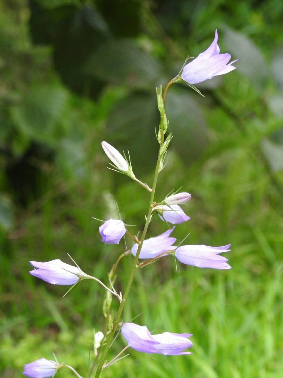 wild flowers purple small flower free photo