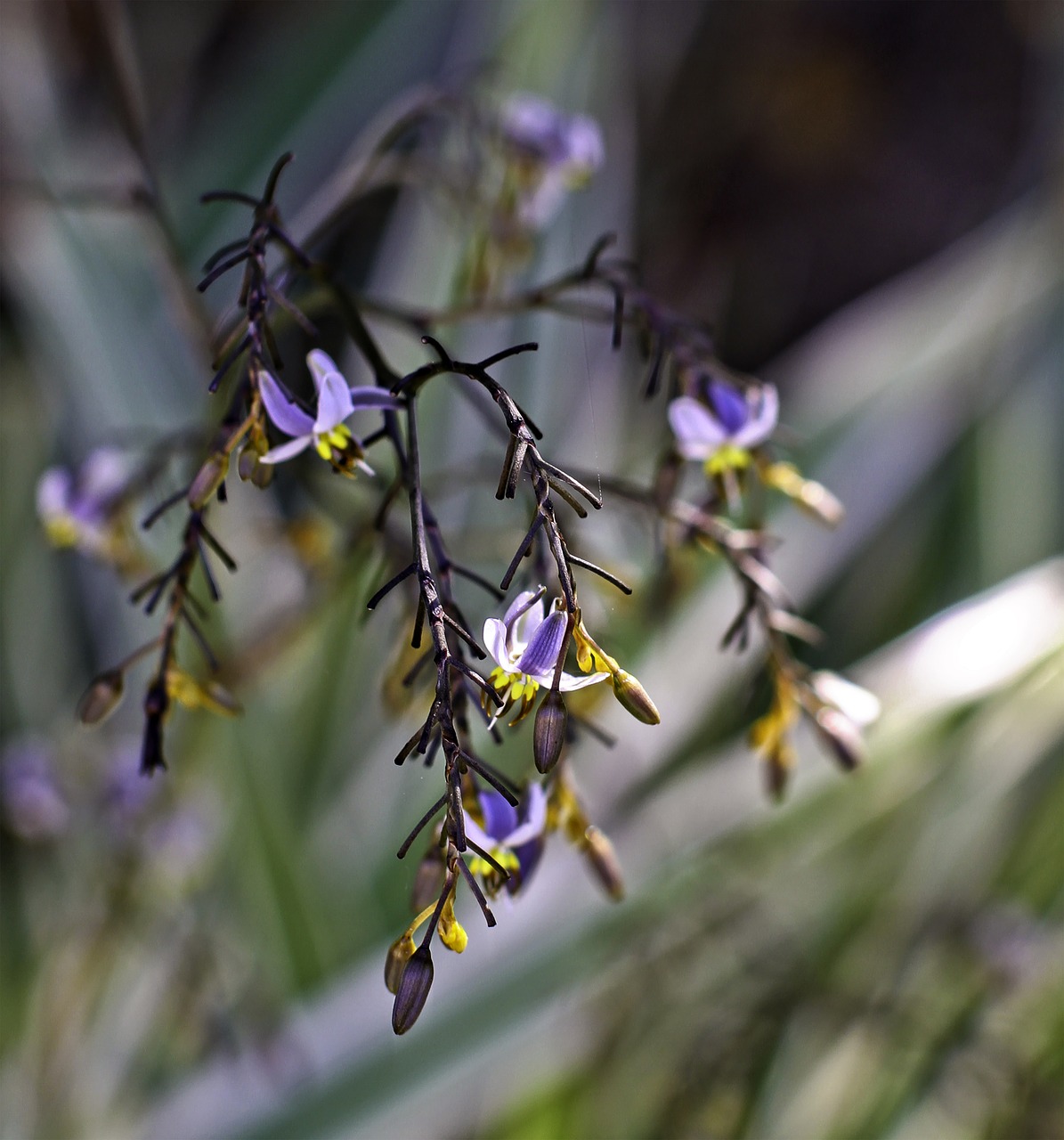 wild flowers townsville area tropical garden free photo