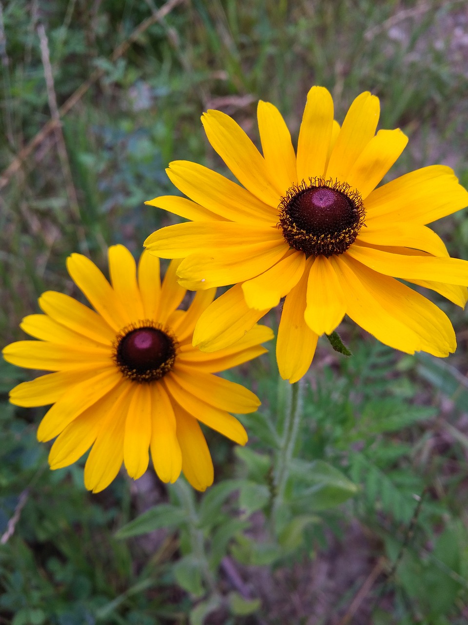 wild flowers daisy yellow flower free photo