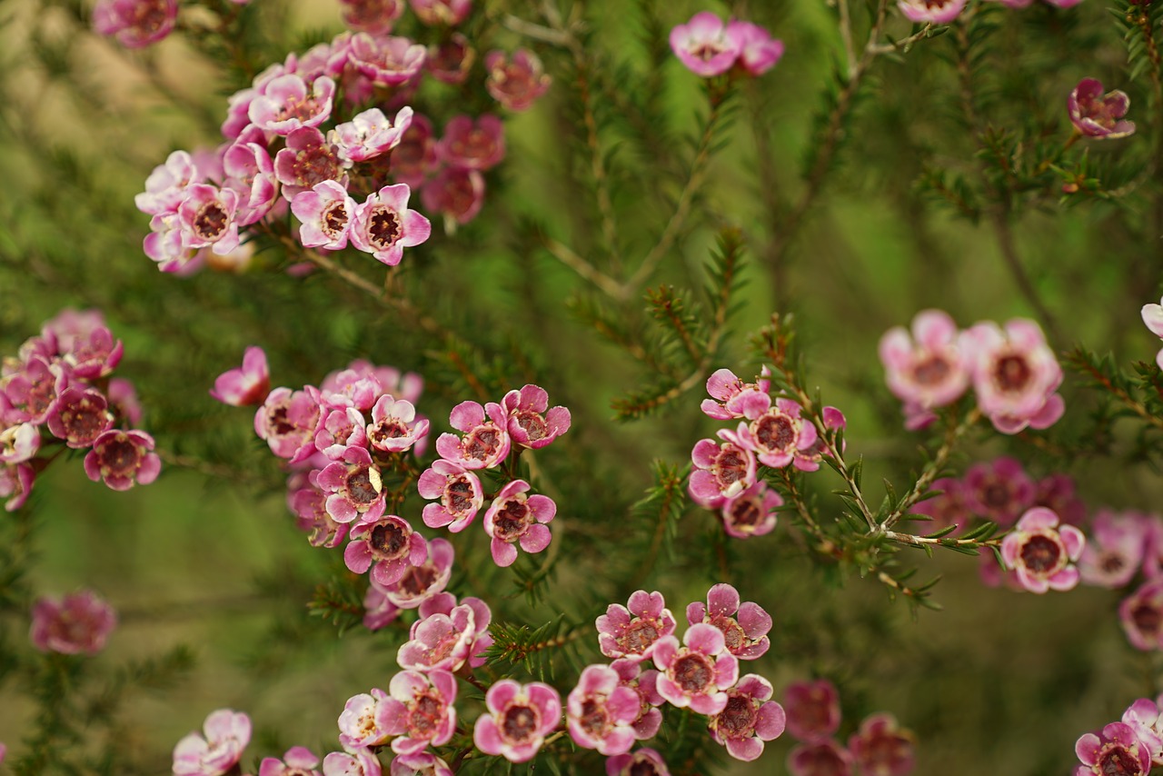 wild flowers bush botanical free photo