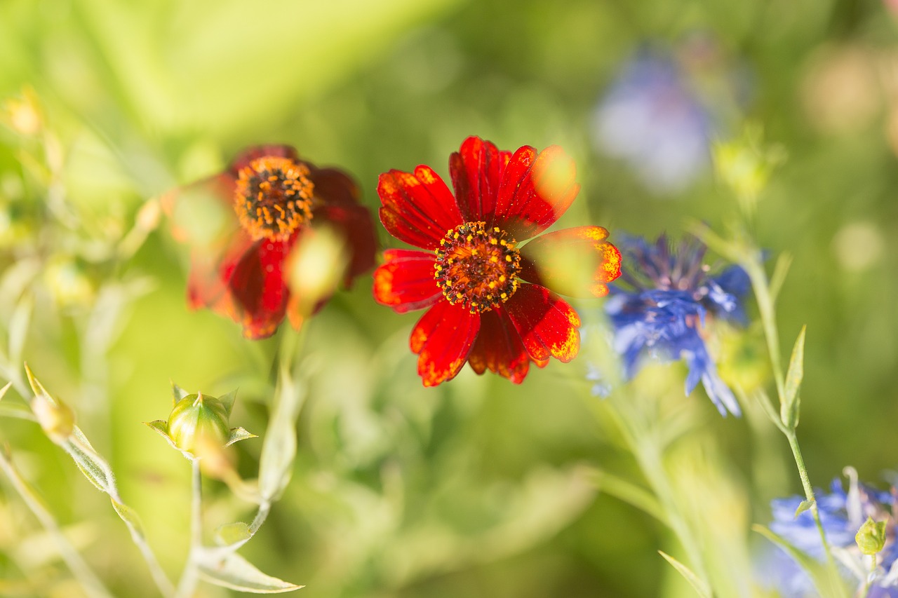 wild flowers flower meadow garden free photo