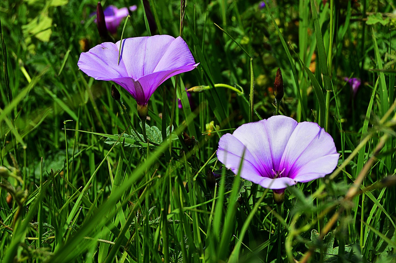 wild flowers  bells  purple morning glory free photo