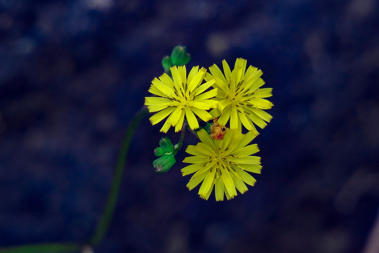 wild flowers  hong kong  light free photo