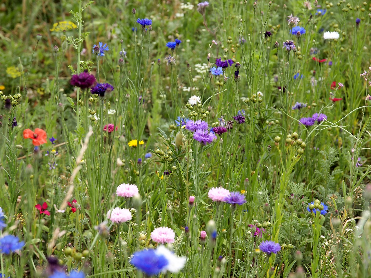 wild flowers  meadow  nature free photo