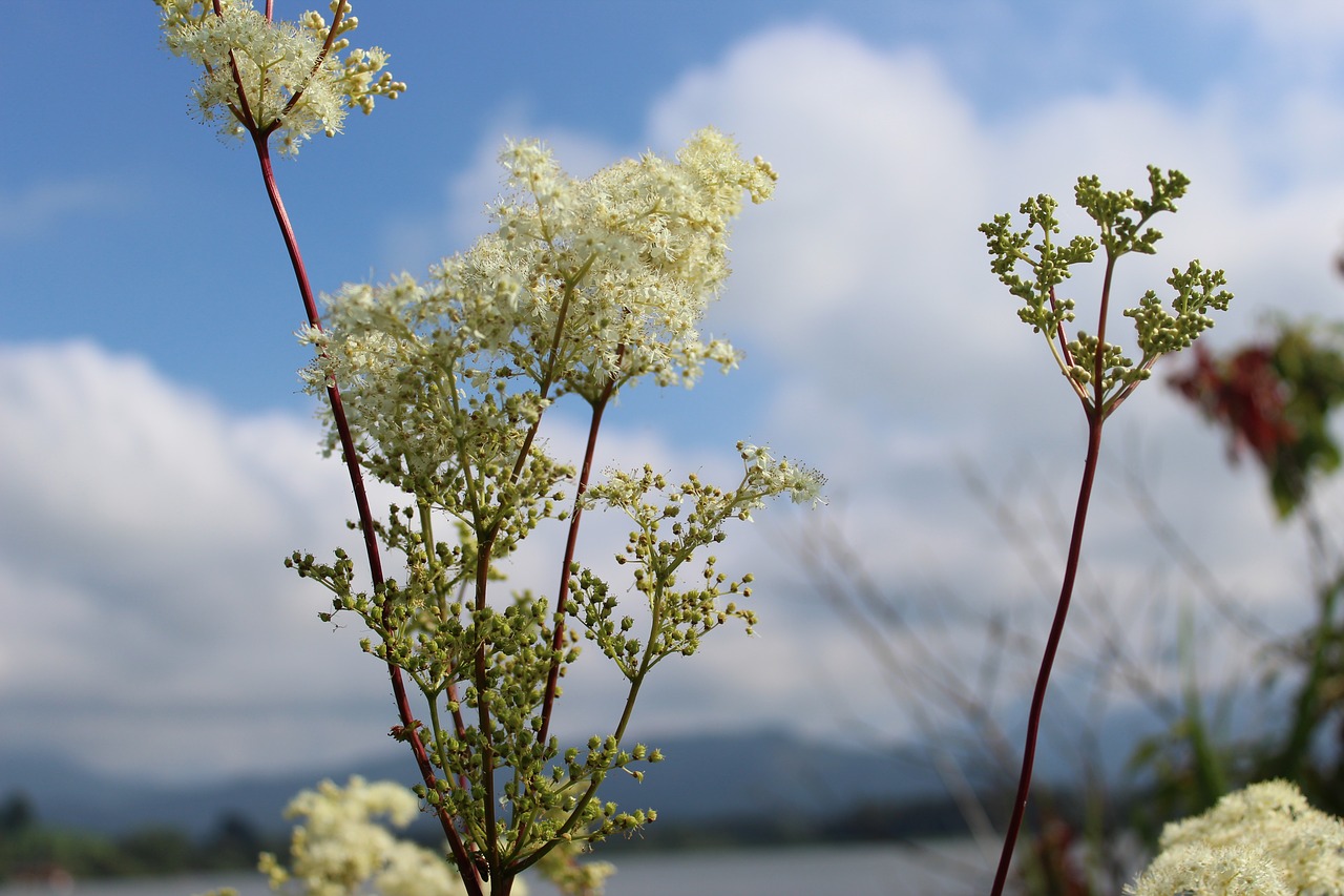 wild flowers  clouds  sky free photo