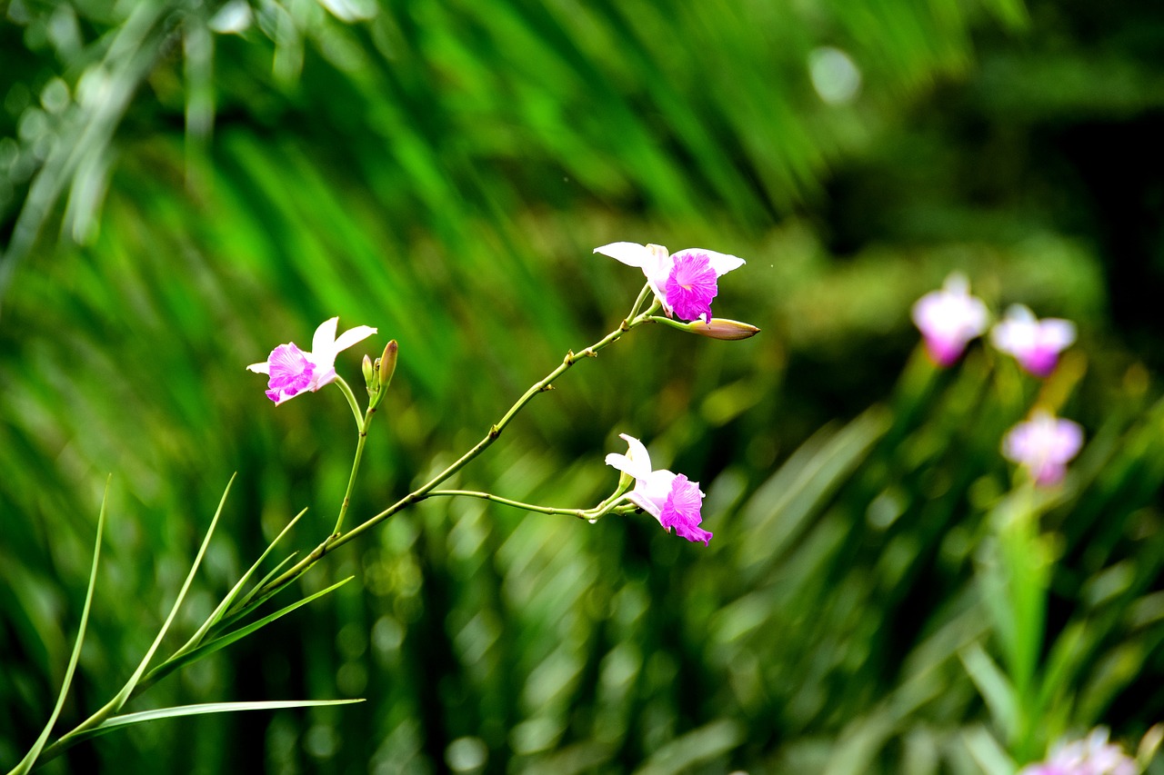 wild flowers  flowers  costa rica free photo