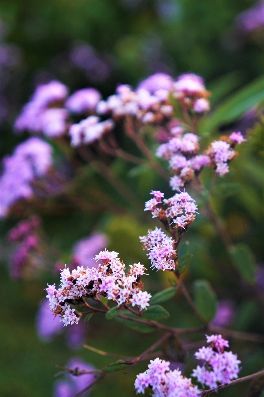 wild flowers  pink  nature free photo