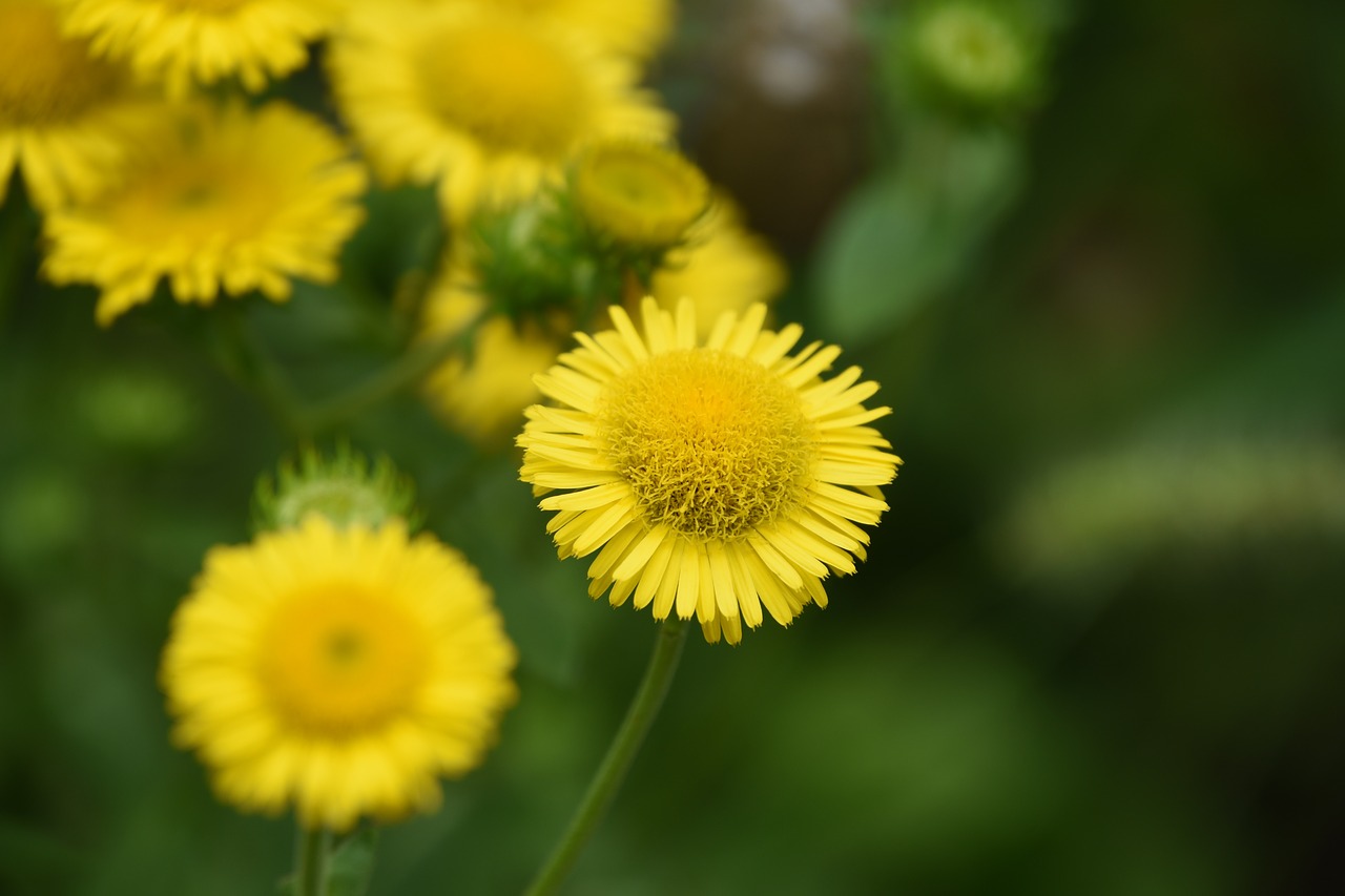 wild flowers  yellow  little flower free photo