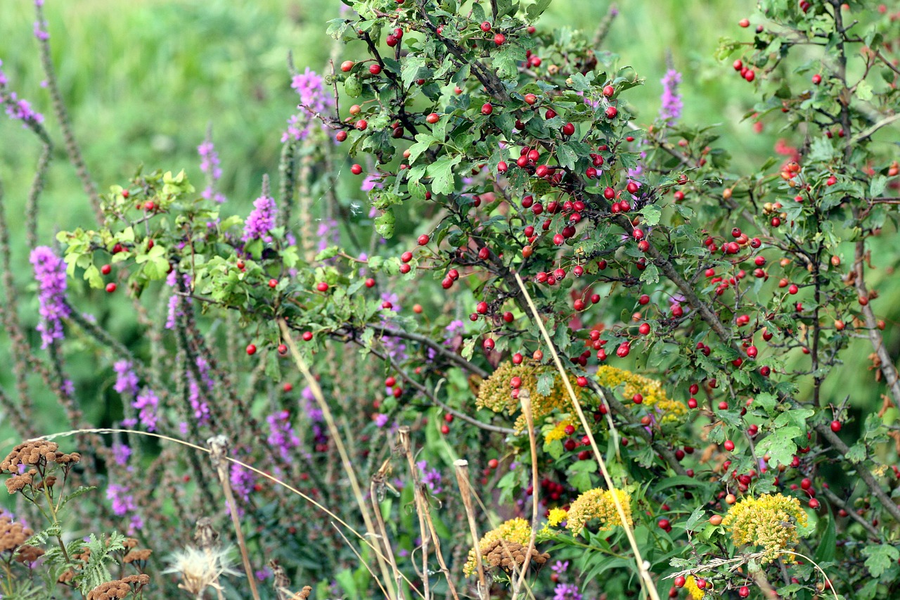 wild flowers  colors  summer free photo