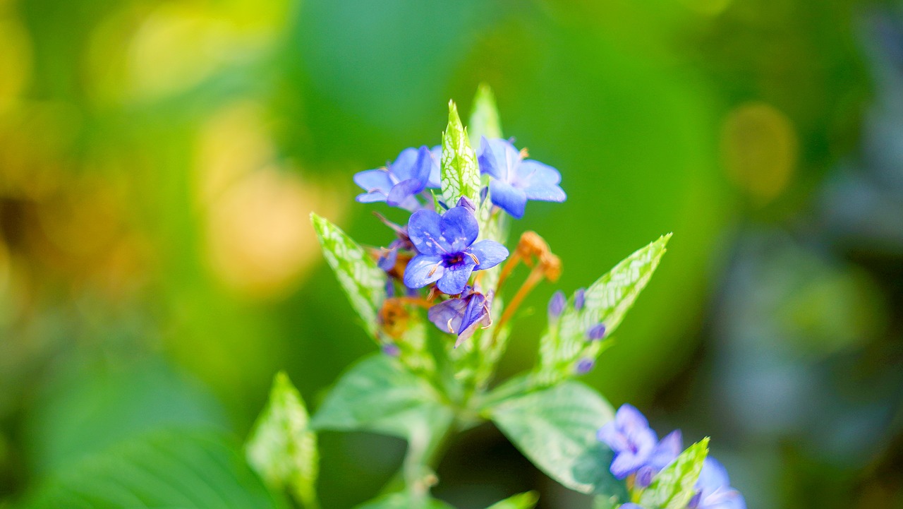 wild flowers  purple flowers  little flower free photo