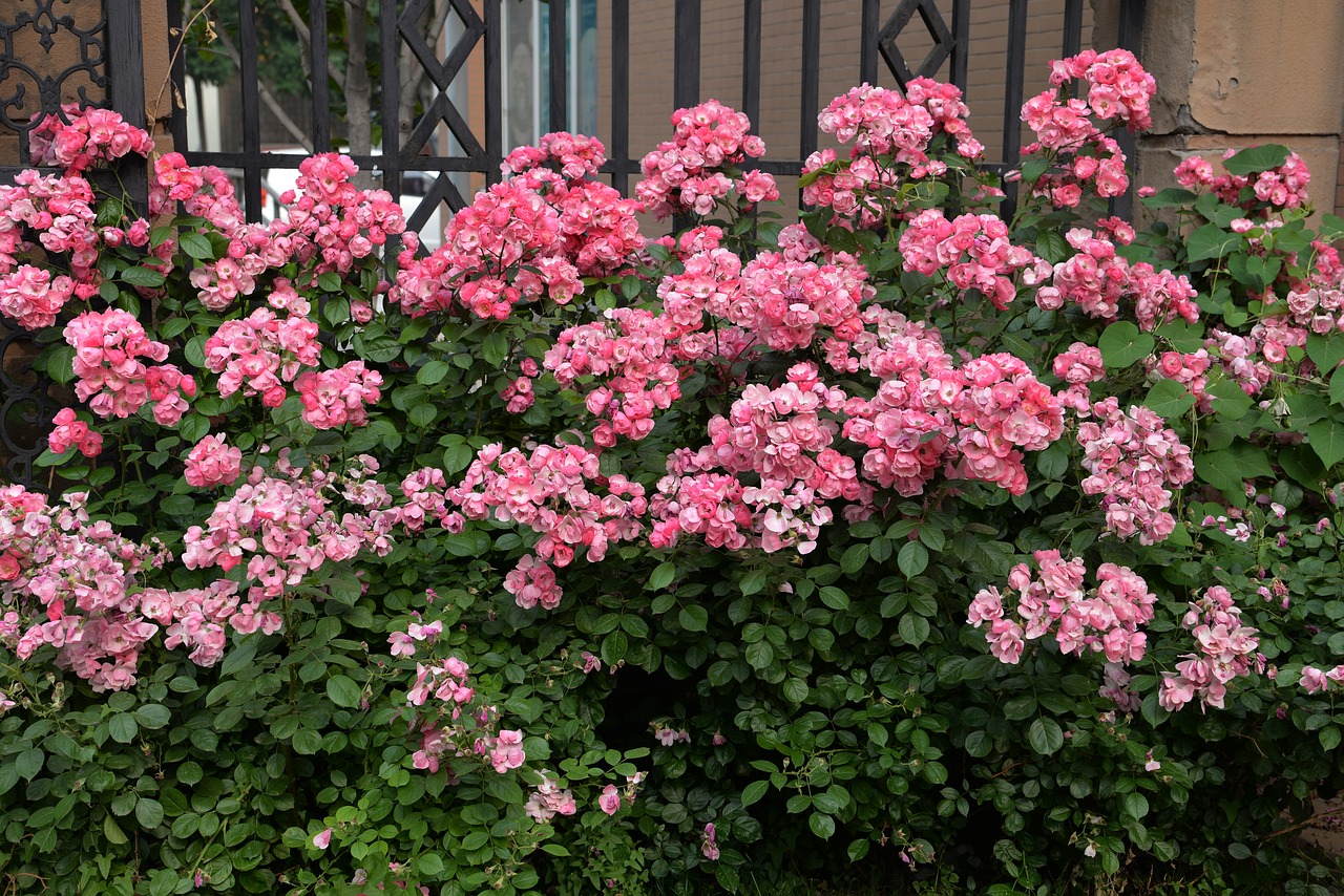 wild flowers  flowers  community gate free photo