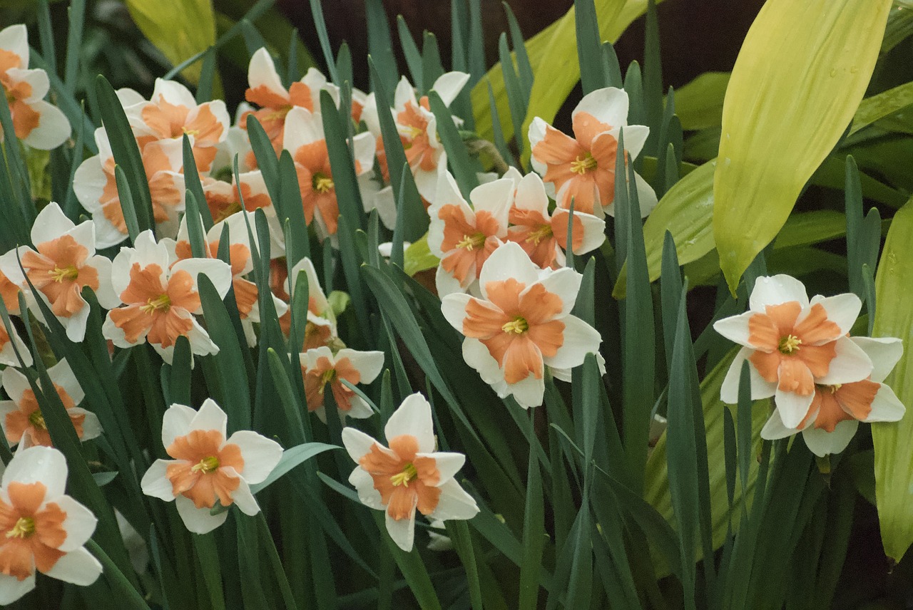 wild flowers  flowers  plant free photo