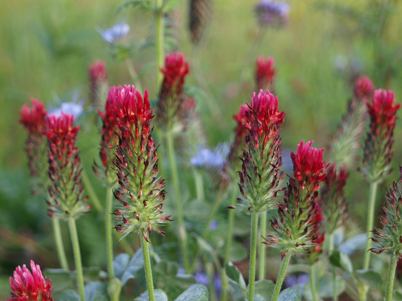 wild flowers  flower meadow  flowers free photo