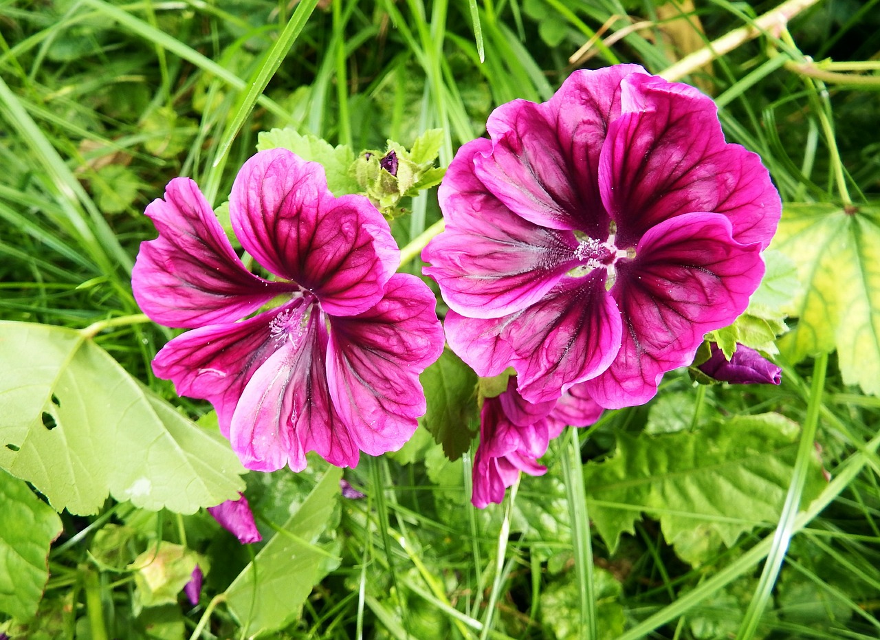 wild flowers purple meadow free photo