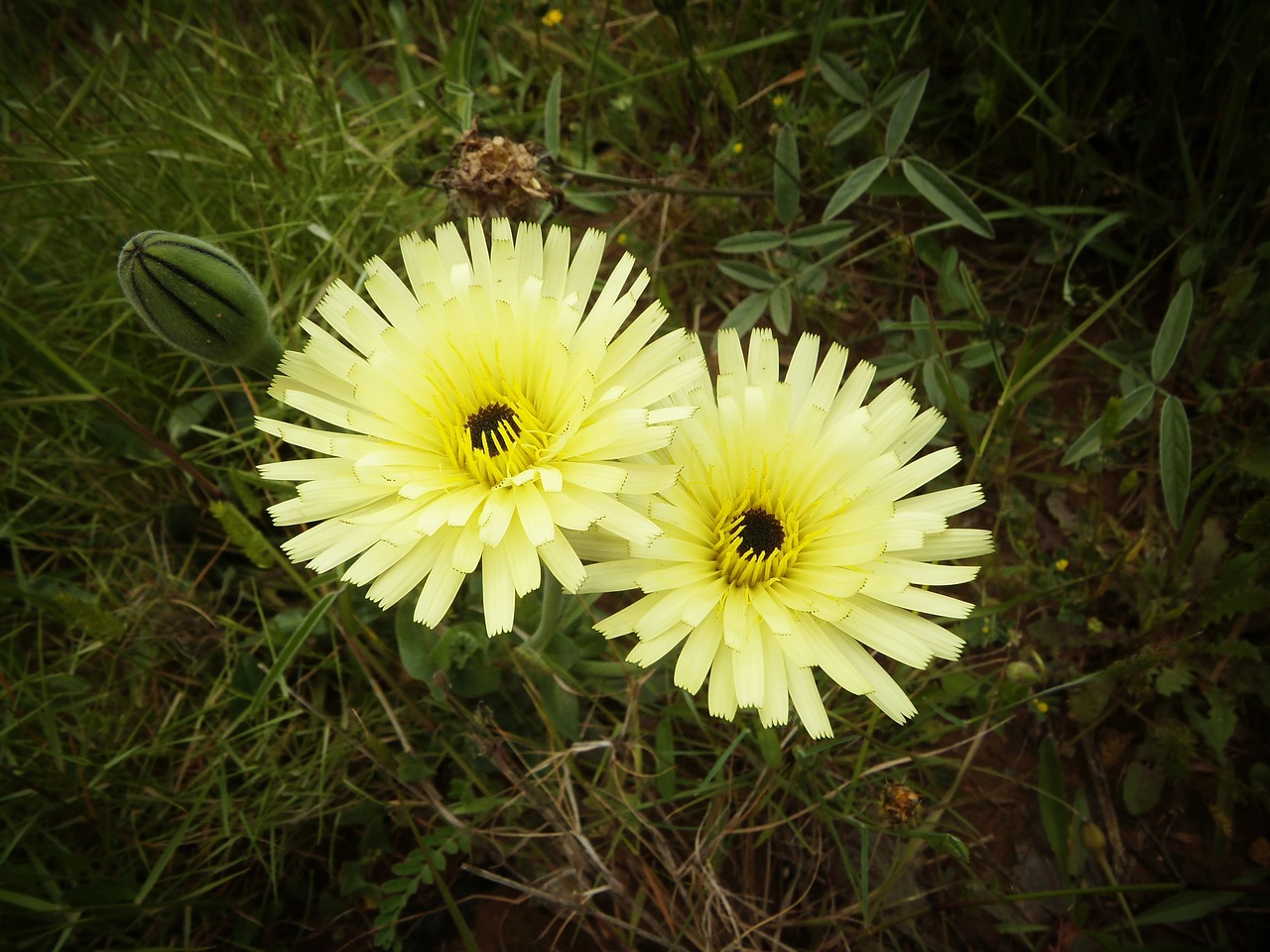 wild flowers yellow nature free photo