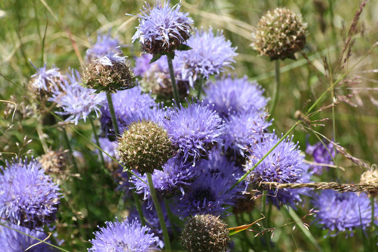 wild flowers alps france free photo