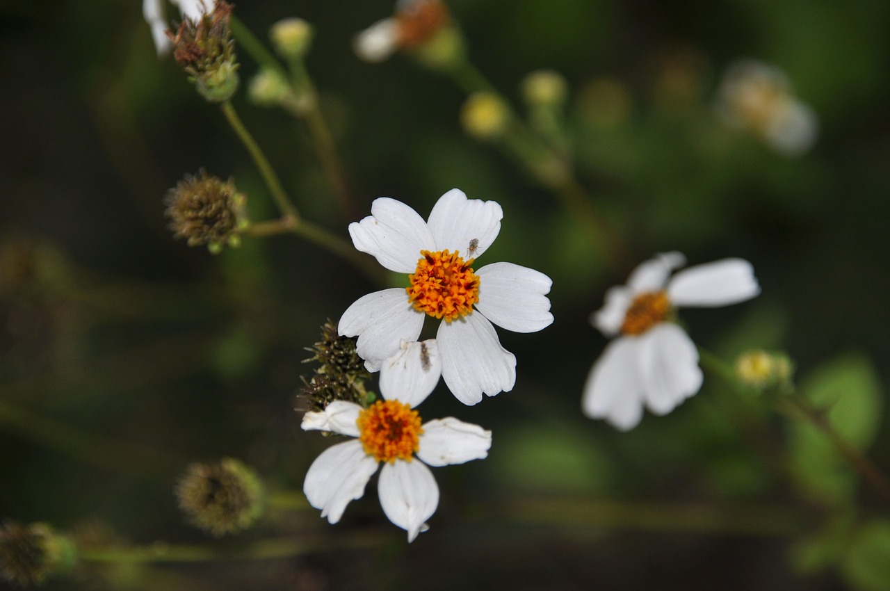 wild flowers flowers three flowers free photo