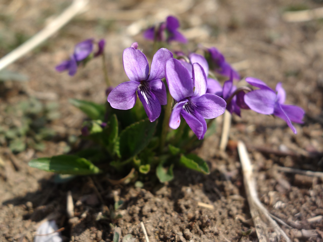 wild flowers purple flowers clay free photo