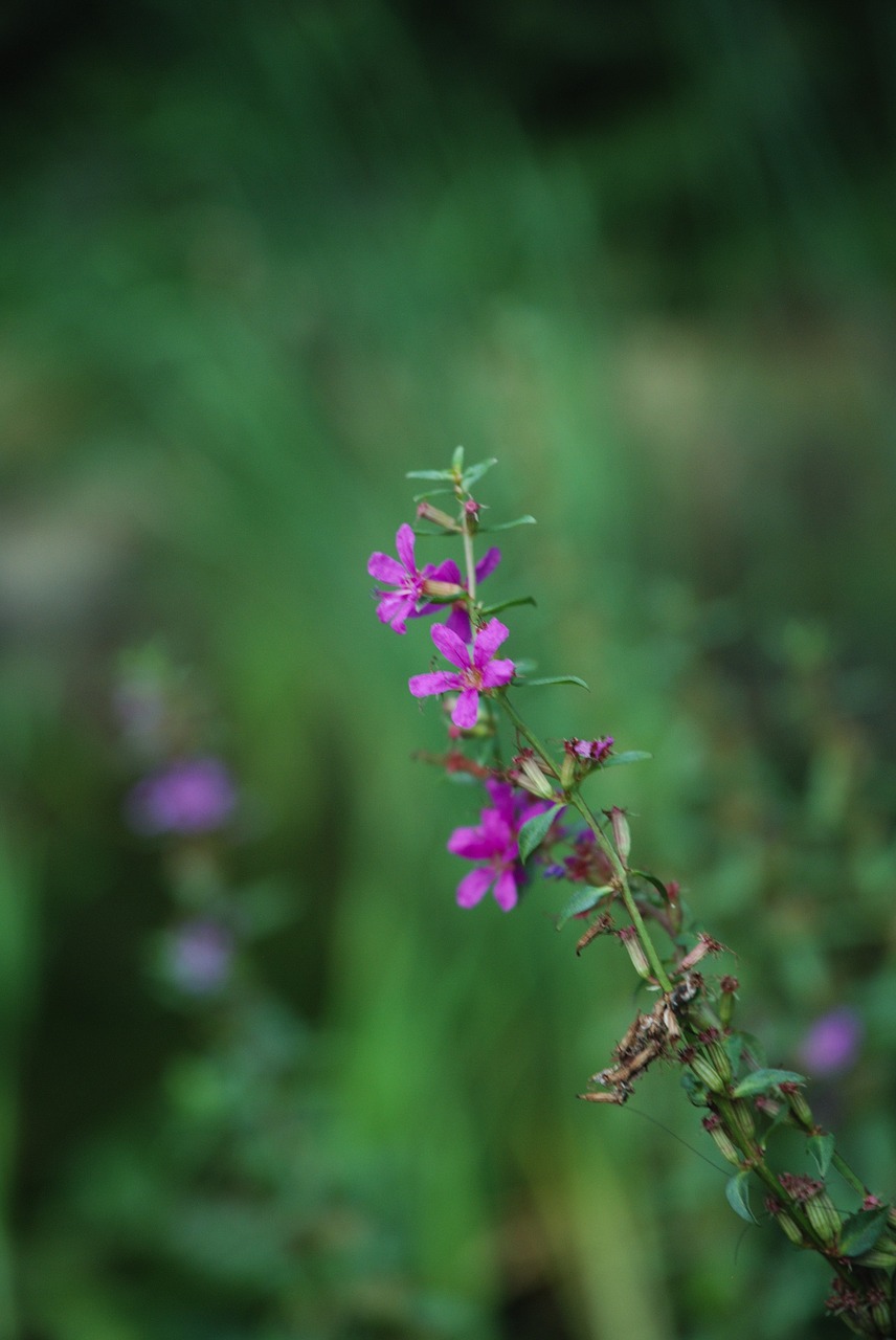 wild flowers flowers river free photo