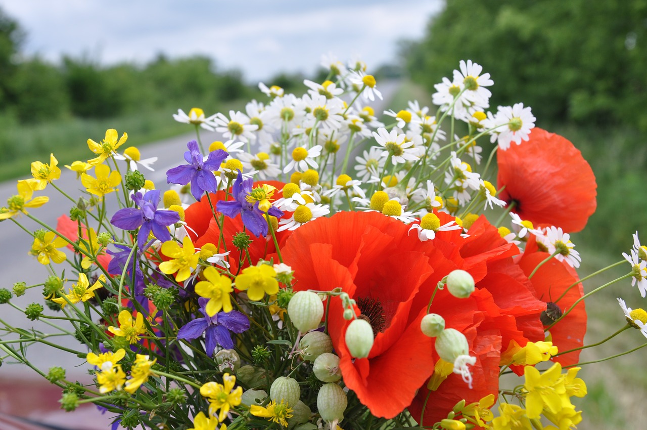 wild flowers flower bouquet red poppy free photo