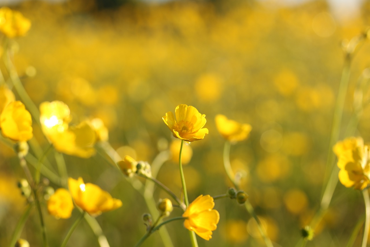 wild flowers yellow fields free photo